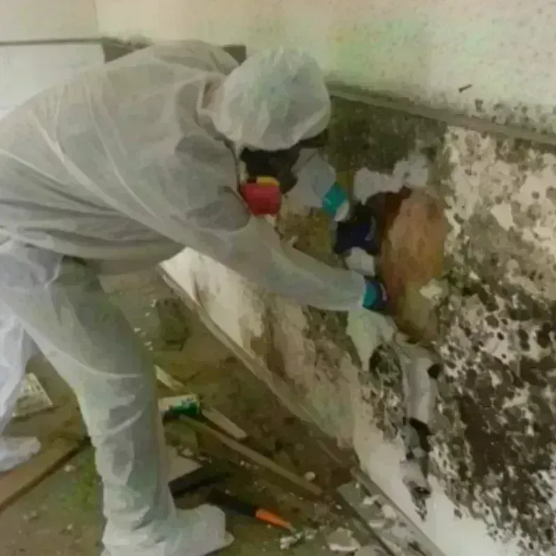 Mold Remediation and Removal in Bayport, MN